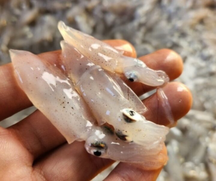 제철 호래기 (1.2kg)횟감가능[1월22일/목요일수령]